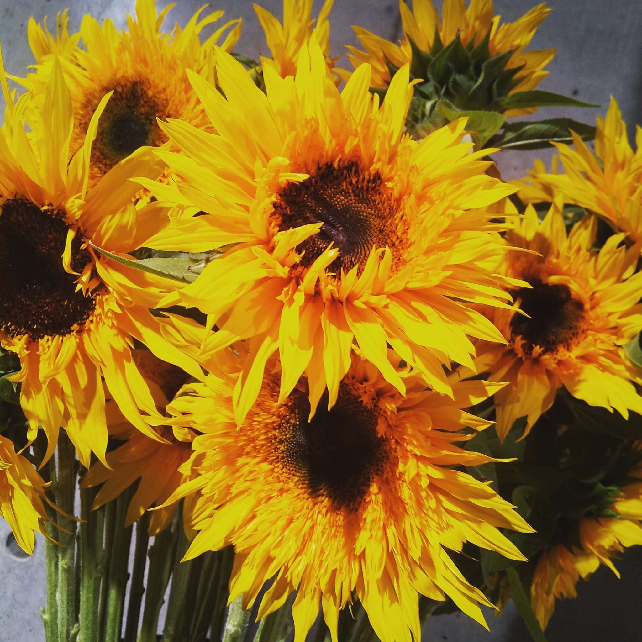 Roots Flowers Roots Flowers Twitter