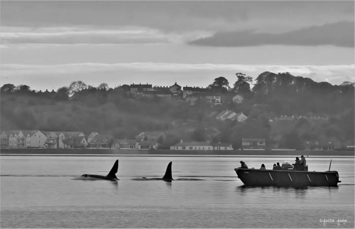 Orca pair in Strangford Lough, County Down last night. 
The unmistakable John Coe at the front with Aquarius behind. Only the second time in 58 years they have been seen in Strangford Lough! 
<a href="/UlsterWildlife/">Ulster Wildlife</a> <a href="/NTStrangford/">NT Strangford Lough</a> <a href="/barrabest/">Barra Best</a> <a href="/Irishwildlife/">Irish Wildlife Trust</a> <a href="/visitstrangford/">VisitStrangfordLough</a> <a href="/WildIreland/">Ireland's Wildlife</a>