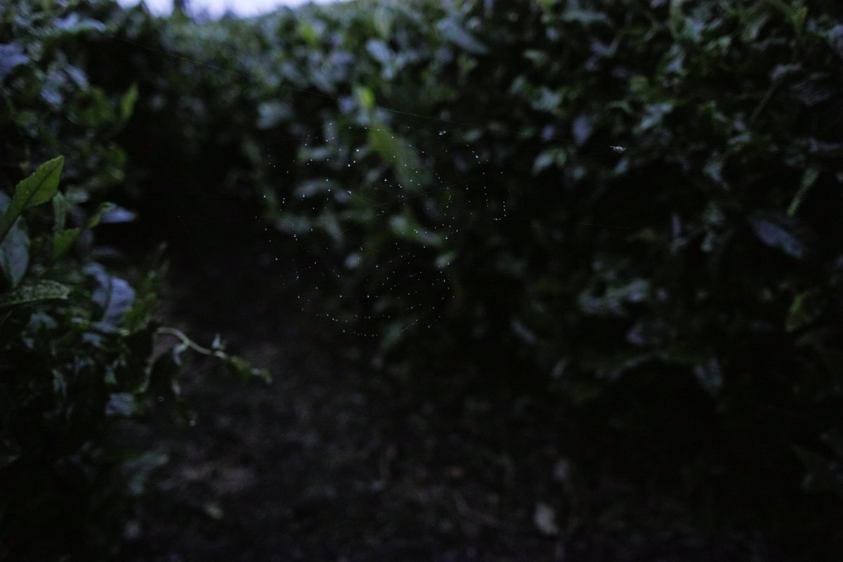 JulieJerryJun's tweet photo. 雨の日もまた楽し。
#dp1Quattro #sigma #forestG #foveon https://t.co/1THslYVmGe