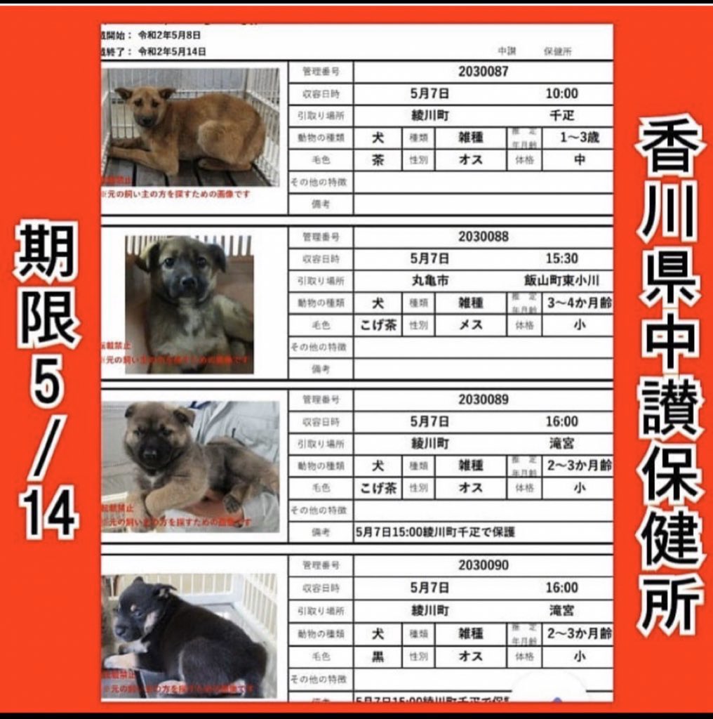 Twitter पर 大タコちゃん 香川県中讃保健所 期限5月14日 犬生全うして欲しいです T Co Xx48jynlh1 中讃保健所 0877 24 9964 丸亀市土器町東八丁目526 迷子犬 迷子犬情報 迷子 迷子札 迷子犬保護 迷子犬情報のリポストです 迷子犬と保護