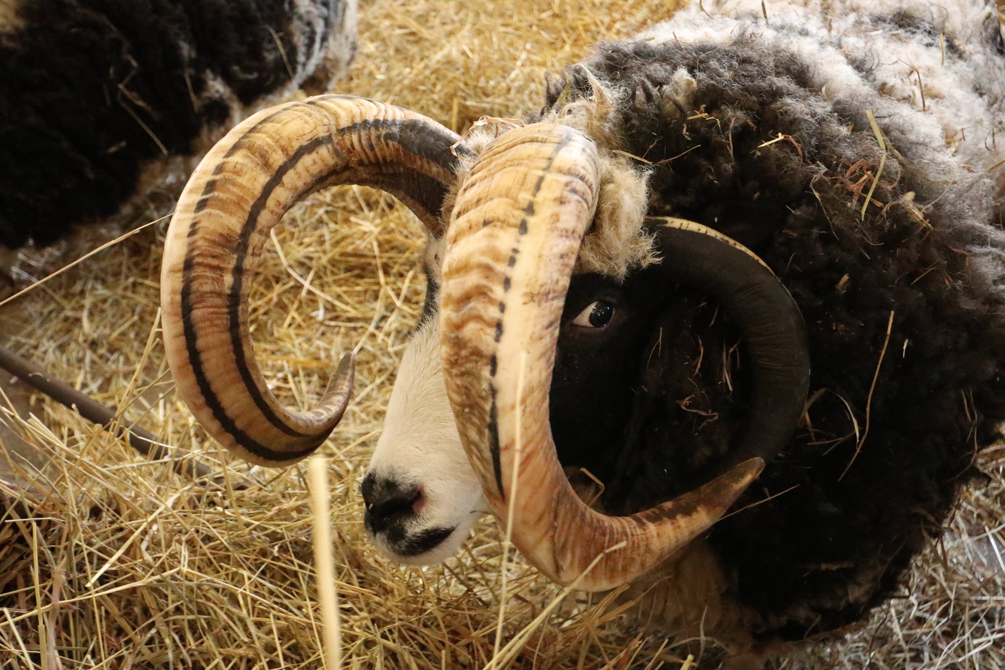 北海道の動物園 水族館 北海道士別市 世界のめん羊館 ２０２０年５月撮影 ウシではなく ヤギでもなく ジャコブ というヒツジの一種です ツノがカッコイイ ジャコブがいる 世界のめん羊館 は 羊と雲の丘 の中腹にあります 北海道 士別