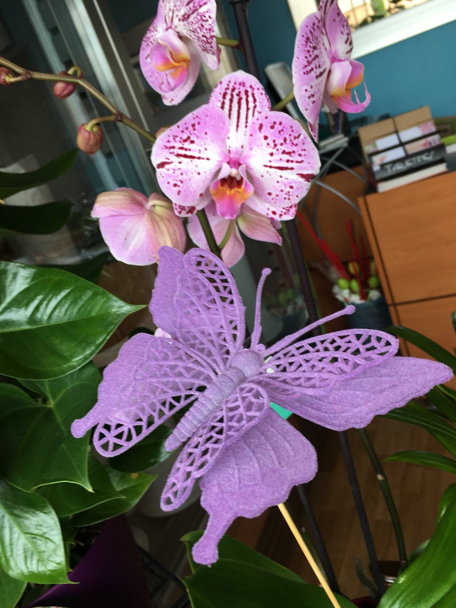 Syldavia Floristas (@syldaviaf) on Twitter photo 