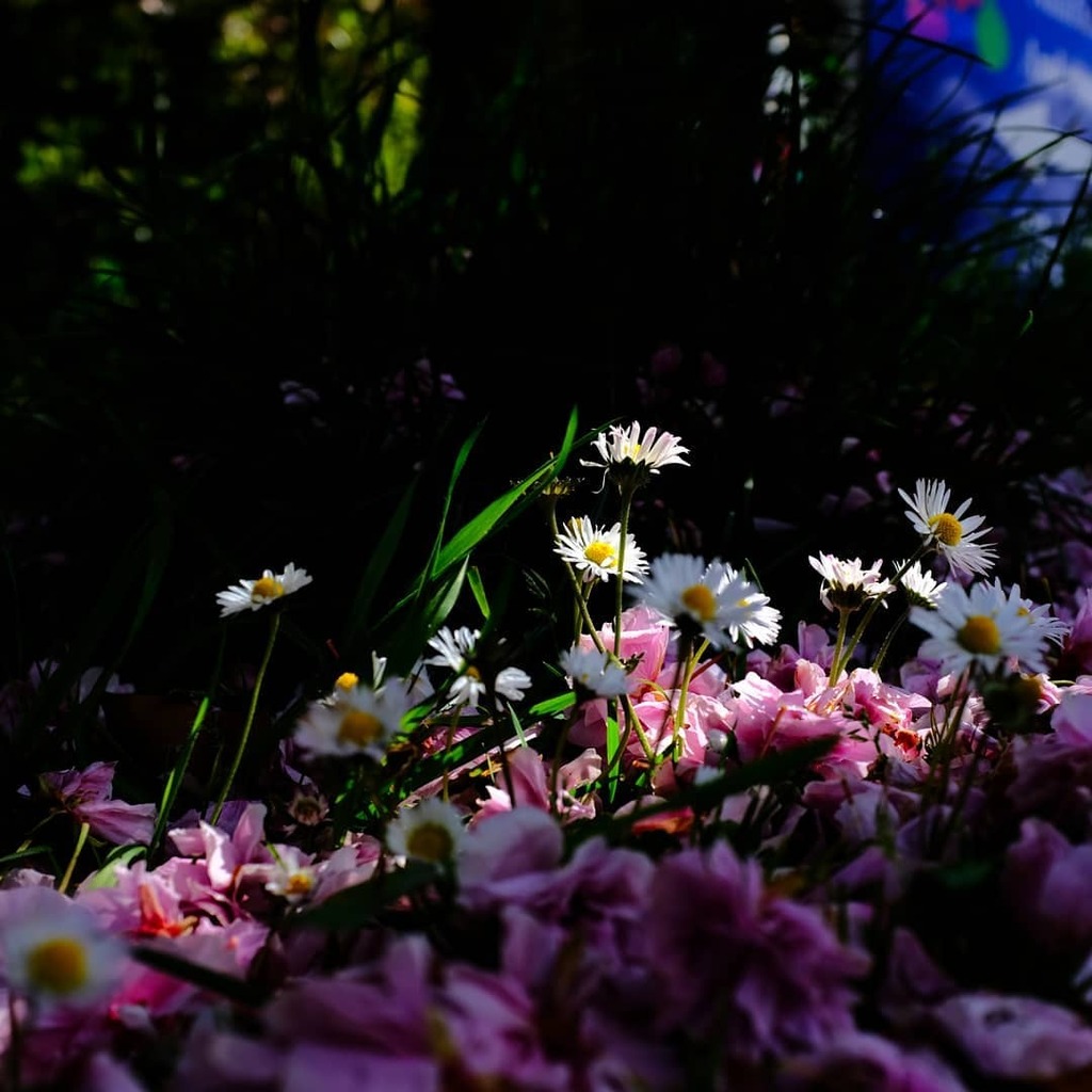 daniel_ellis_wp's tweet photo. Daisies growing amongst the fallen blossom.
.
.
#springtime #daisies #fallenblossom #natureisbeautiful #naturephotography #countryliving #countrywalk #lightandshadow #protectyourhighlights #sunshine #everythingpasses #southwestcoast #devon #shaldon #walk… https://t.co/QPymRmJRu5 https://t.co/NF1sBXFhj3