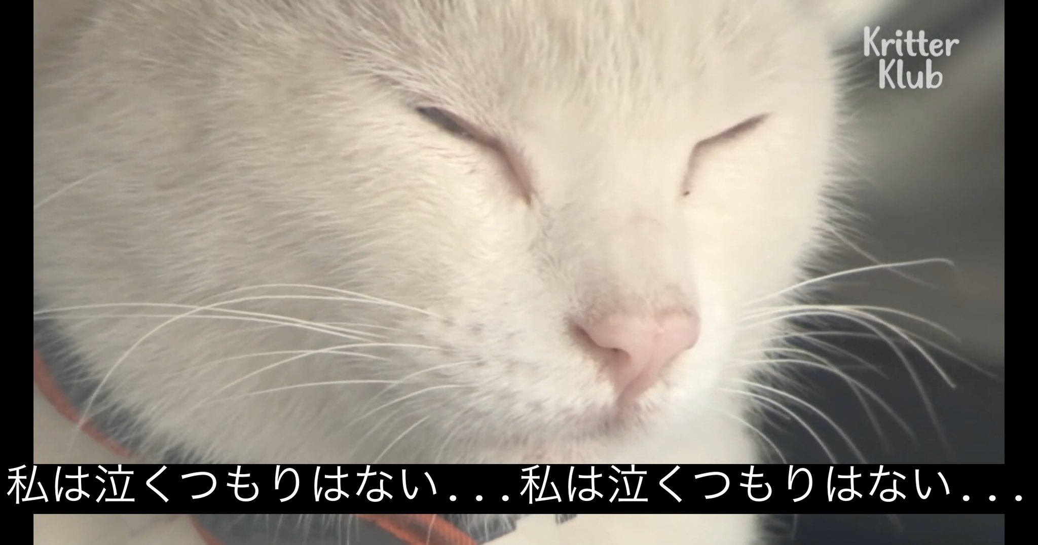 どうぶつ動画字幕bot 私は泣くつもりはない 私は泣くつもりはない T Co 4kmnqveaei Twitter