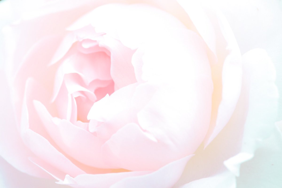 Mei No Twitter 蕾に花言葉があるのは調べるまで知らなかった 4枚目の蜜蜂のおしりが推しです Mei No Twitter 蕾に花言葉があるのは調べるまで知らなかった 4枚目の蜜蜂のおしりが推しです