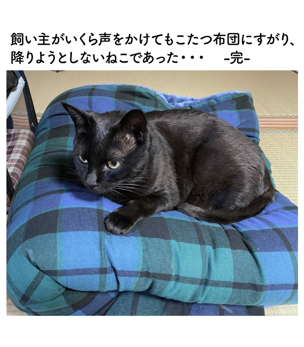 黒猫のろんさん こたつ撤去により最高のお昼寝スポットを失ってしょんぼり こたつ布団は7月位まで片付けさせてもらえませんでした Togetter