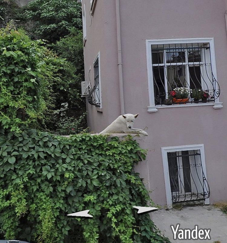 Bizim sokakta 7/24 bahçe duvarından bakan bir köpek var. 2 senedir her gün etrafa bakıyor. Ne kadar eski olabilir diye Yandex haritalara (daha eskiyi gösteriyor diye) baktım. Soldaki güncel foto, sağdaki 2011’deki yavru hali ahahkskaşjg. Bence çok tatlı rtleyin bunu.