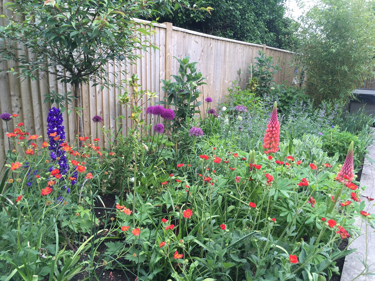 CREducATE's tweet photo. Have I reached #peak border yet? Not sure, but feeling pretty chuffed with this in its second #Spring. #PhotoDocMyBorder 16th May 2020.
#gardening
#HerbaceousBorder https://t.co/0te1LjuI5G