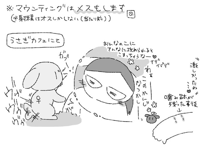 【実録】※マウンティングはメスもします 