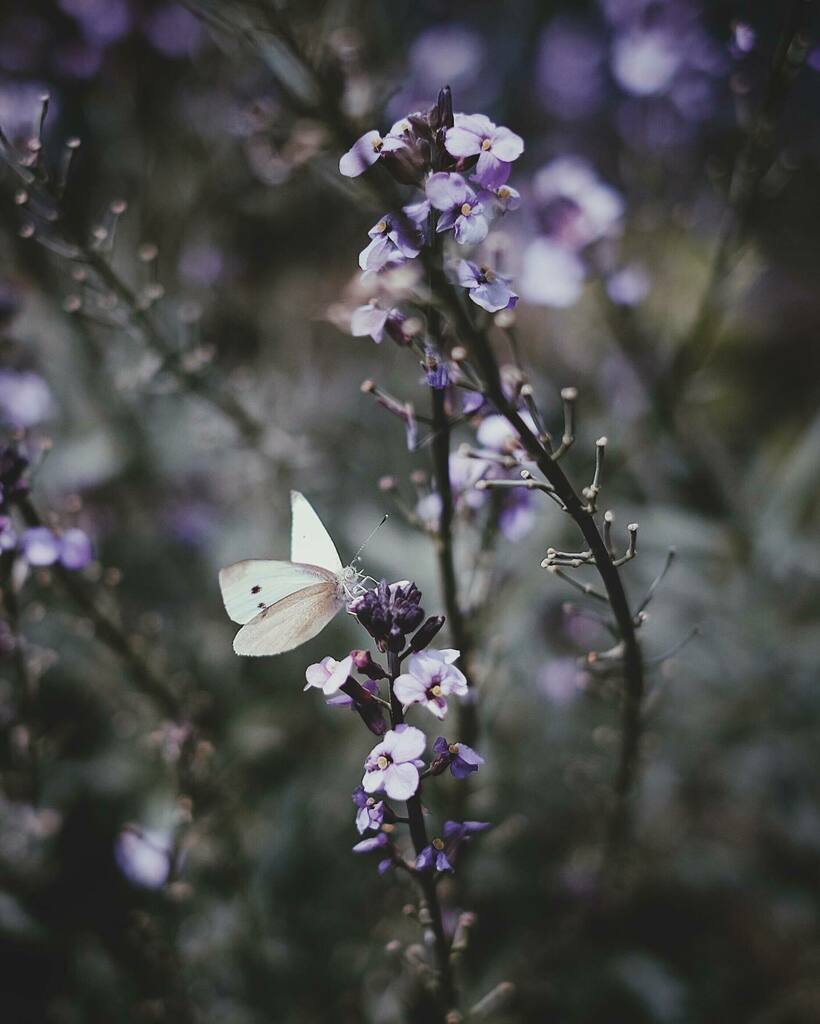 Reconnecting with Nature 🦋🌸 #intouchwithnature #repostmyfujifilm #reconnectingwithnature #natureunlocked #cabagewhite #pierisrapae #naturesbest #butterflys instagr.am/p/CAPp8ZxBlAK/