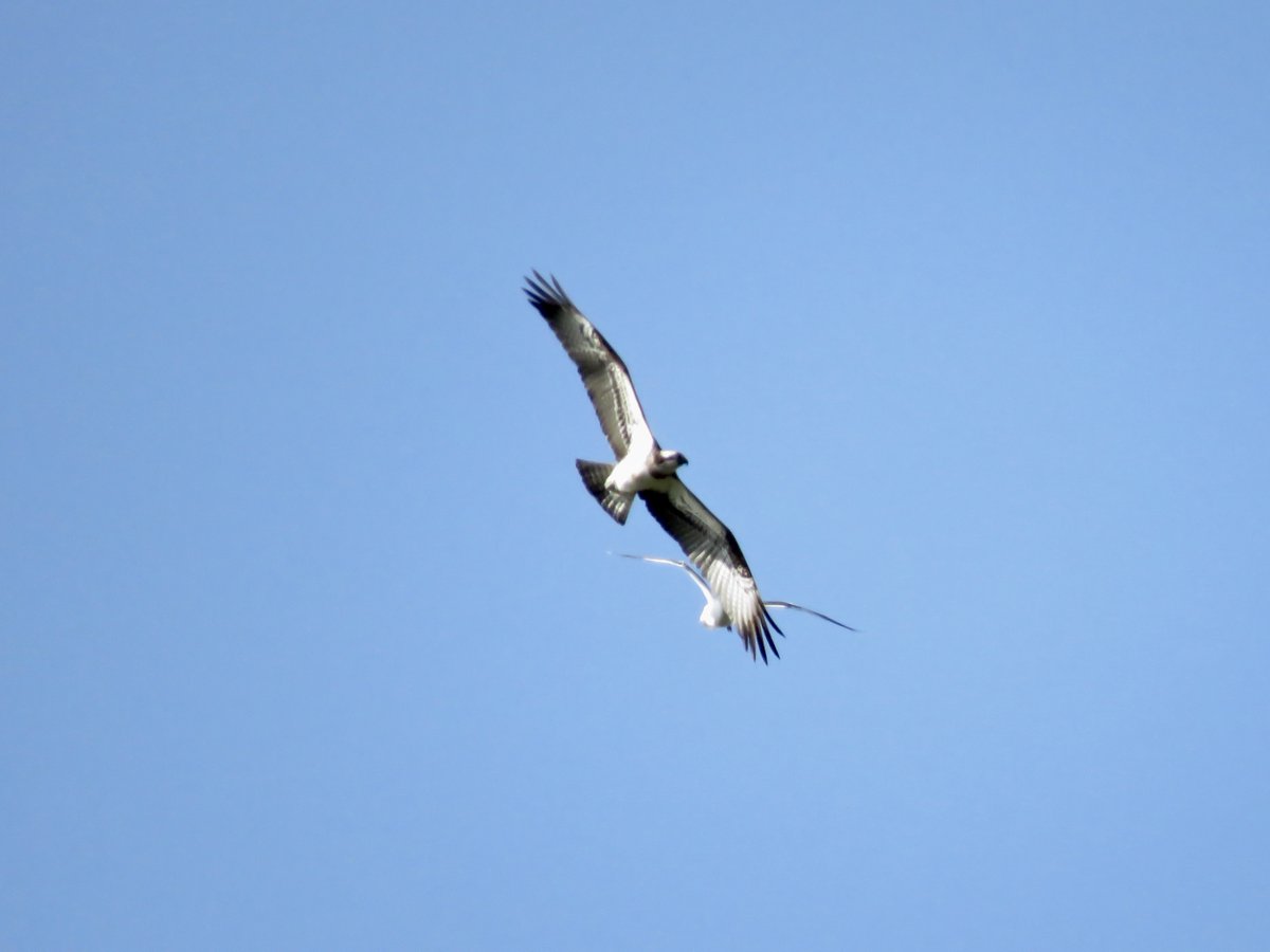 No sign of the Garganey this morning but made up for by an Osprey @GrimleyBirding @WorcsBirding  circling overhead at Camp Lane Pits and finally took off north, seen off by a gull at 09.40. Record shots