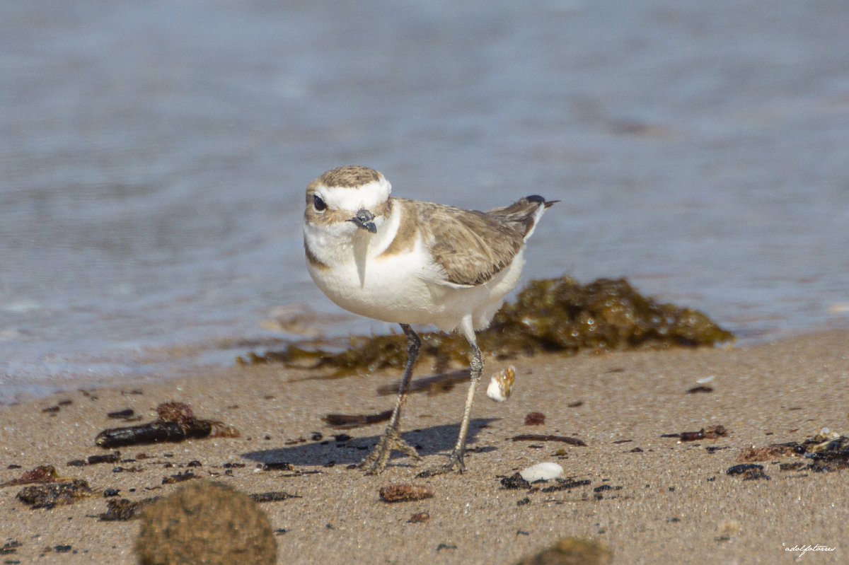 atetorres's tweet photo. Ahora que vamos a tener un poco más de movilidad, hemos de respetar la naturaleza y la biodiversidad que nos rodea. Sobre todo cuando salimos a un espacio de especial fragilidad como son las playas y las dunas del P.N. de L’Albufera de València https://t.co/p821rEEuRw