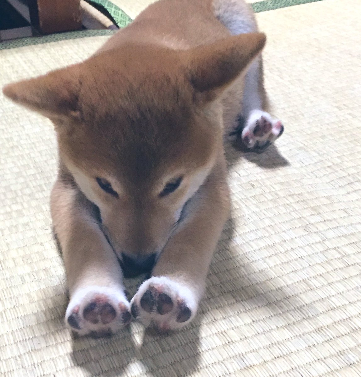 kobushi02180410's tweet image. おやすみ〜
おまめ特別に見せてあげたんだから外出自粛ね
#istayhome