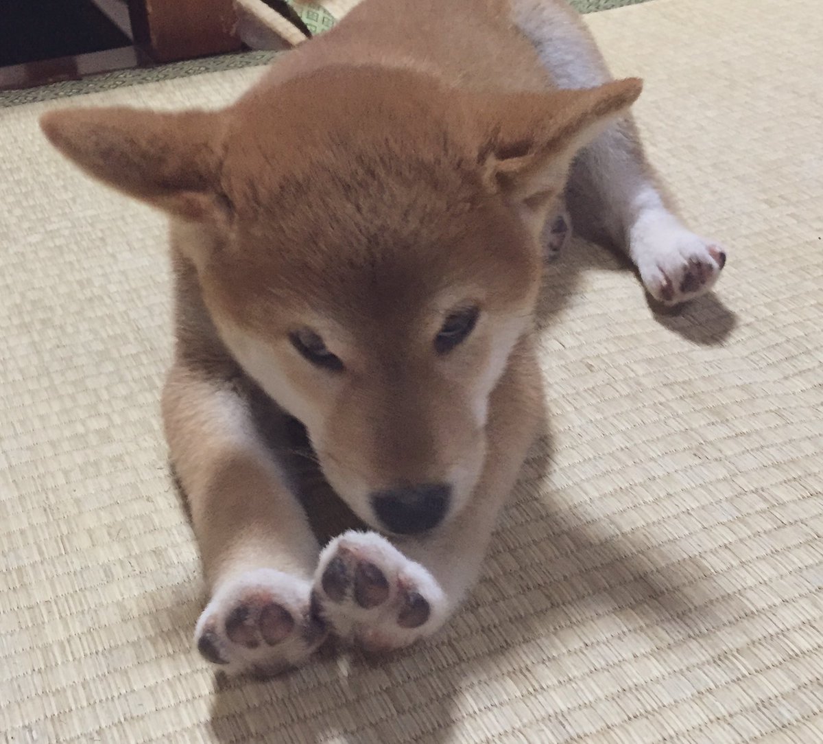 kobushi02180410's tweet image. おやすみ〜
おまめ特別に見せてあげたんだから外出自粛ね
#istayhome