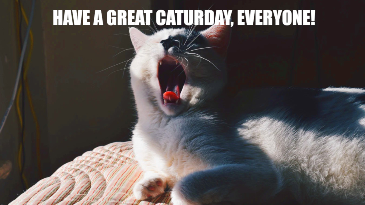 ProgrammerCats's tweet image. It&apos;s #Caturday!
