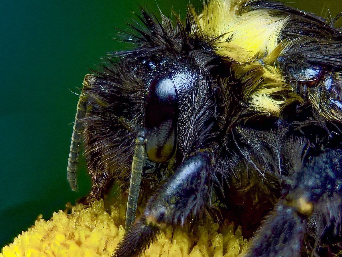 Shot on #lumia950 

#Zeissmobilelens + #ApexelMacroLense 

#zeiss #bee #bumblebee
#mobilephotography #mobilemacro
#macrophotography
#nokiafanss #photographynature #naturephotography 
@MobilePhotoBlog
#wildlifephotography #nokiavoices #natureCV19
#macroinsect