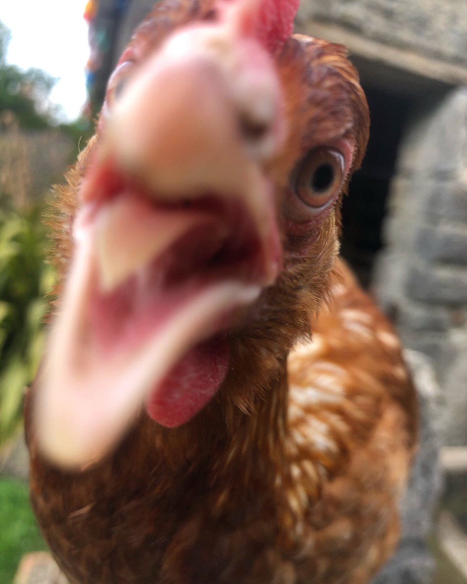 Chicken or dinosaur? 🤷‍♀️ Meet ‘Fanta’ our friendly Jurassic Chook...🐓🦖🤪😂