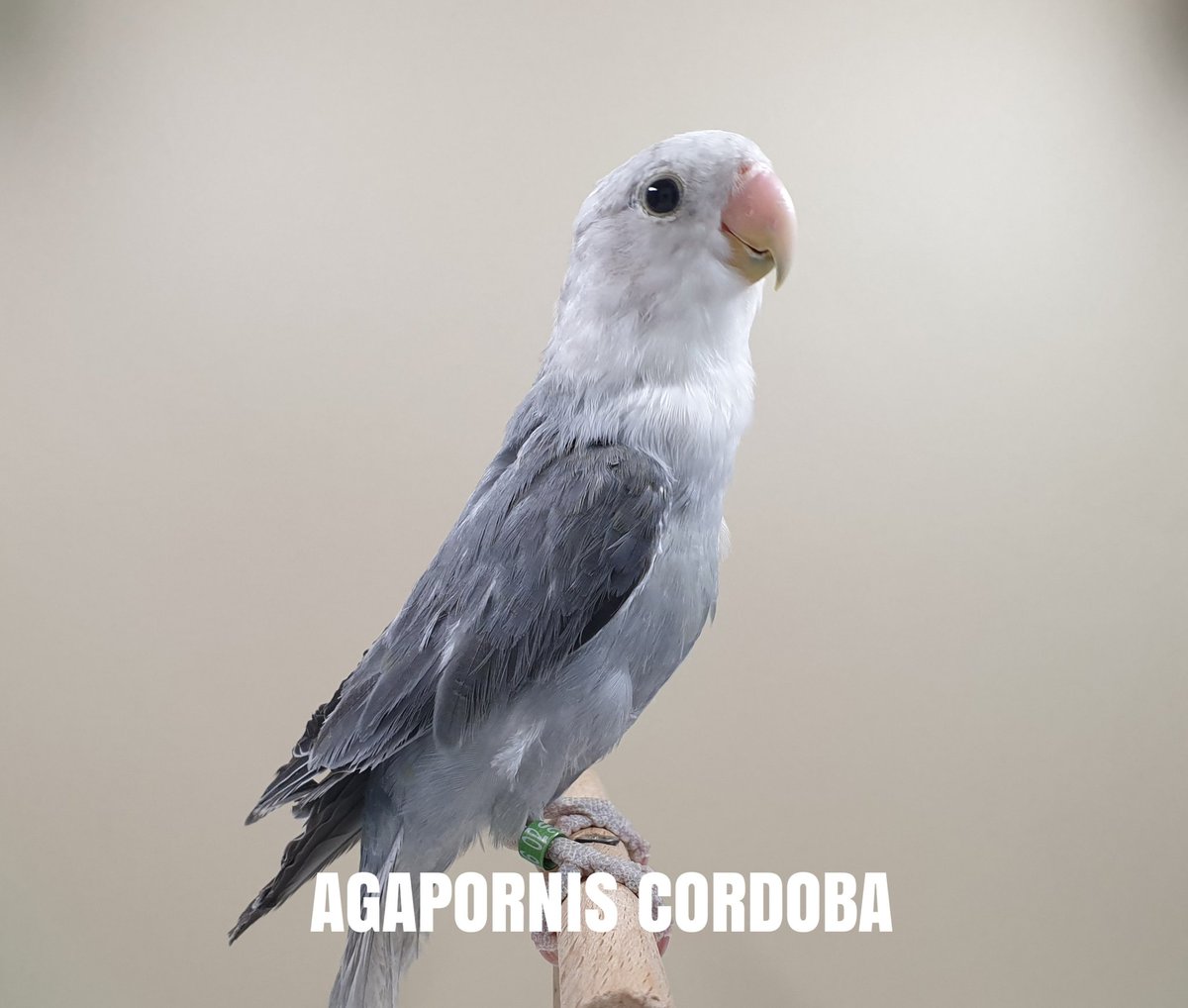 carlosagapornis's tweet photo. DISPONIBLE
Especie: Roseicollis
Mutación: Opalino turquesa DD/ marbled
Anilla 3F16-02-20
Sexo: macho por ADN
Edad: diciembre 2019
Envio si
https://t.co/iQOTs8Hda5
#agapornis #agaporniscordoba #agaporni #roseicollis #turquesaDD #opalino #marbled #cordoba #granada #bird #lovebird https://t.co/uDw1H2Xn8N
