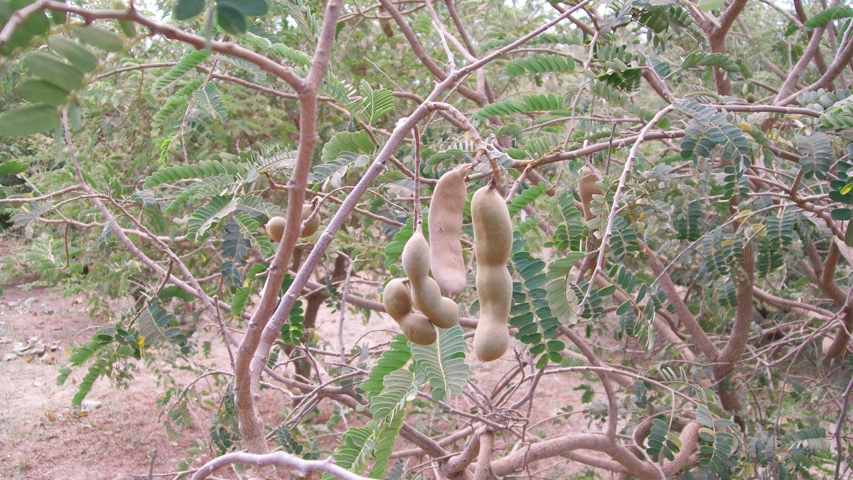 Buzzwise Media Uganda Meet The Endangered Fruit Tree Of Africa T Co Ar9bi3csxv Environment Tamarind Lindsaycobb