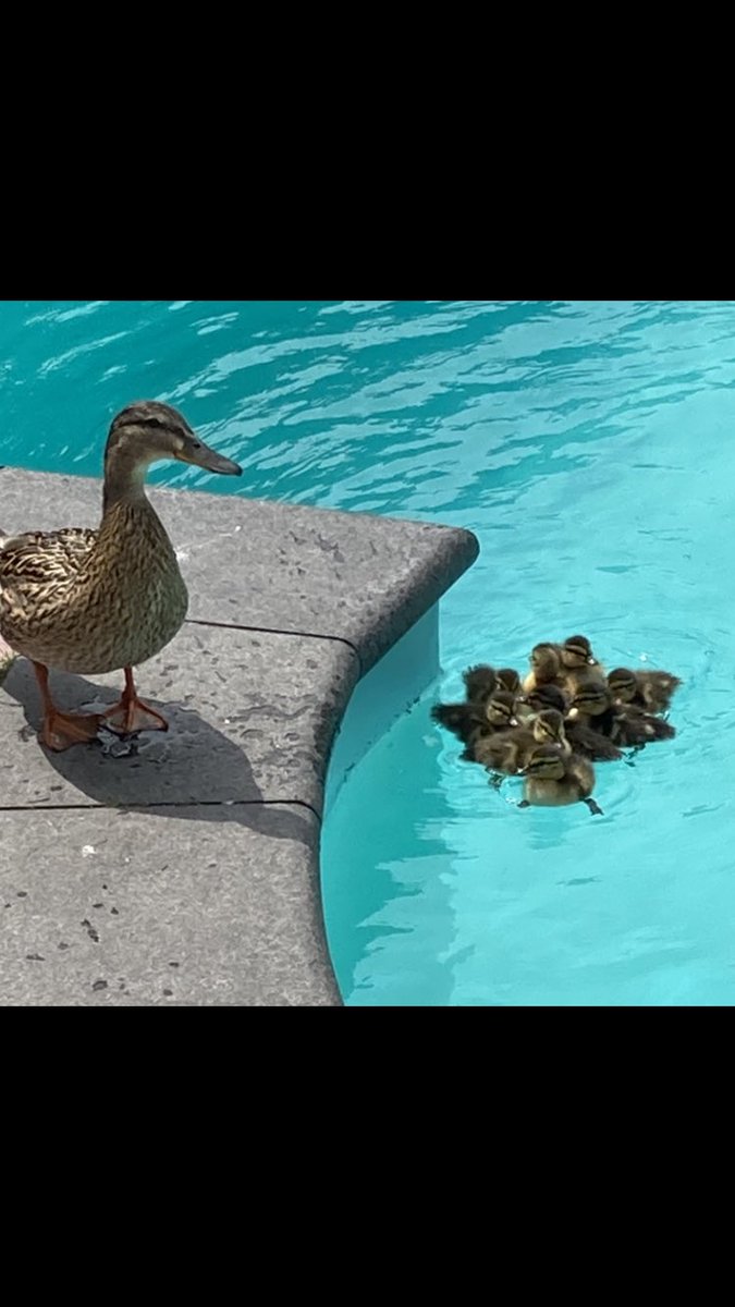 Hoe red ik deze babyeendjes? Ze kunnen er niet zelf uit... #ikweethetniet #schattig