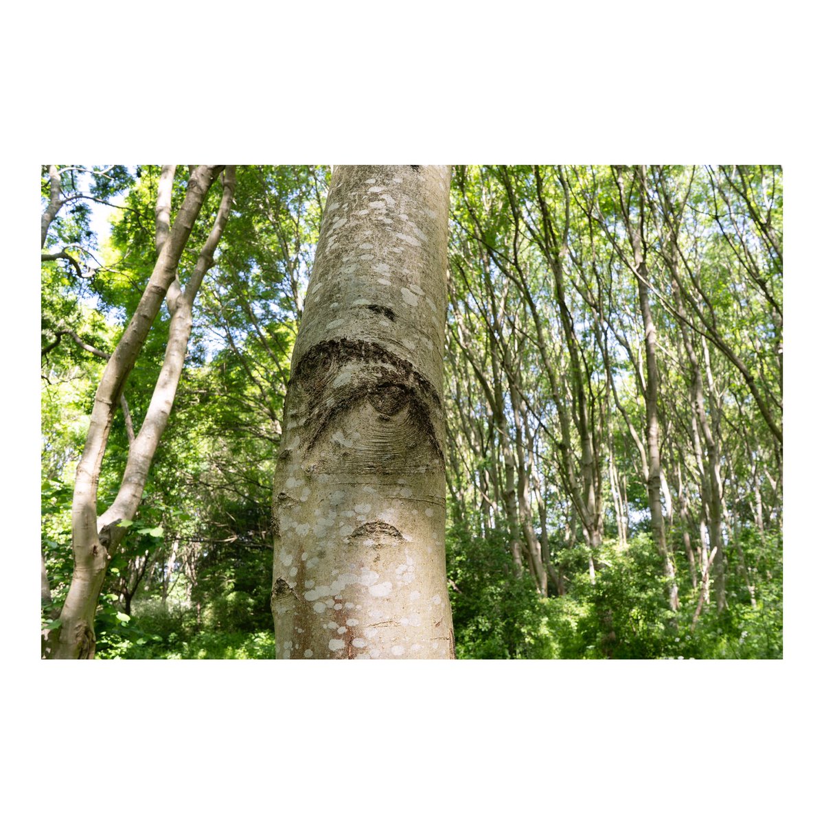 HarrisonHayley's tweet photo. I am sharing this pic for the #ActsofTreeKindness project led by @UrbanTreeFest & @ClimateMuseumUK - today is dedicated to #creativenoticing I am spending time in #wickwoodland & reading into the myths and folklore around trees and their connected communities #UrbanTreeFestival https://t.co/5WzRQIpieD