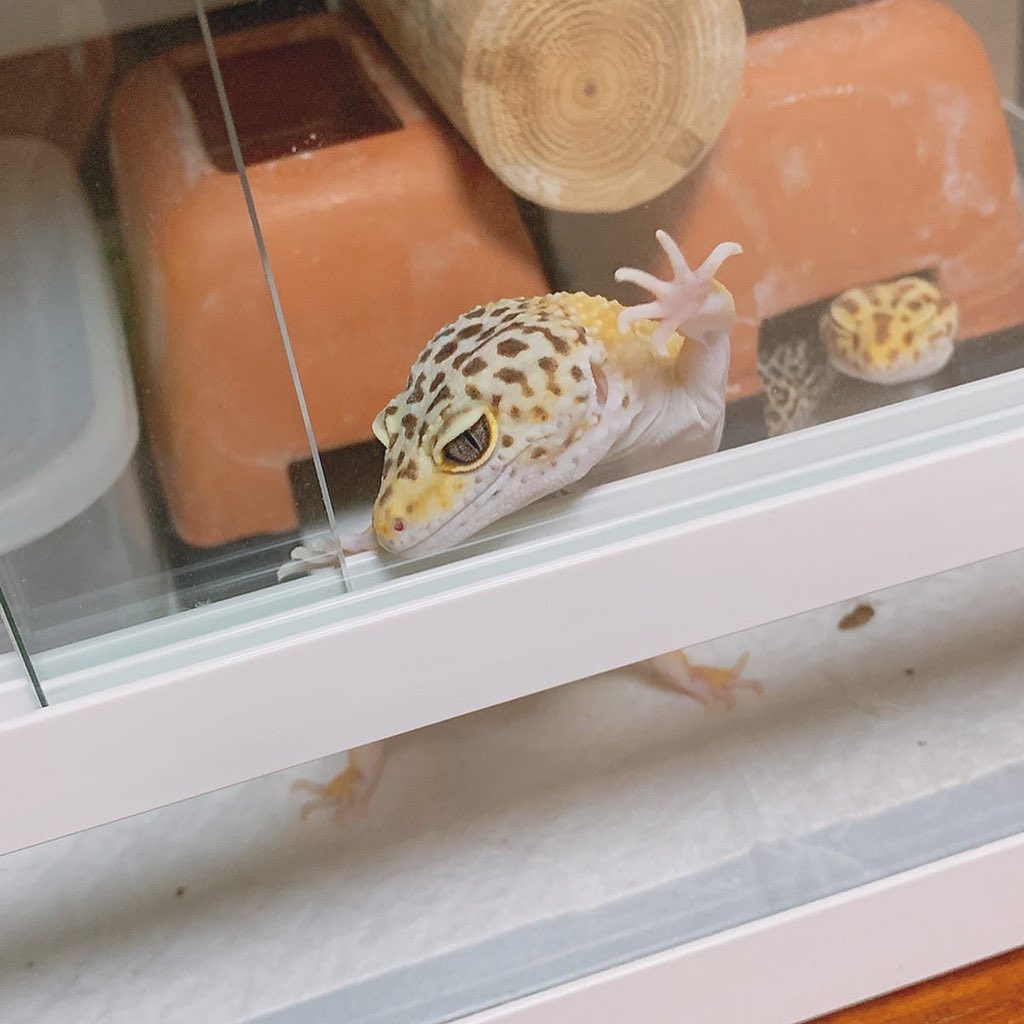 tropical6313's tweet photo. 出たがり😂 https://t.co/5W7nAVHxBZ