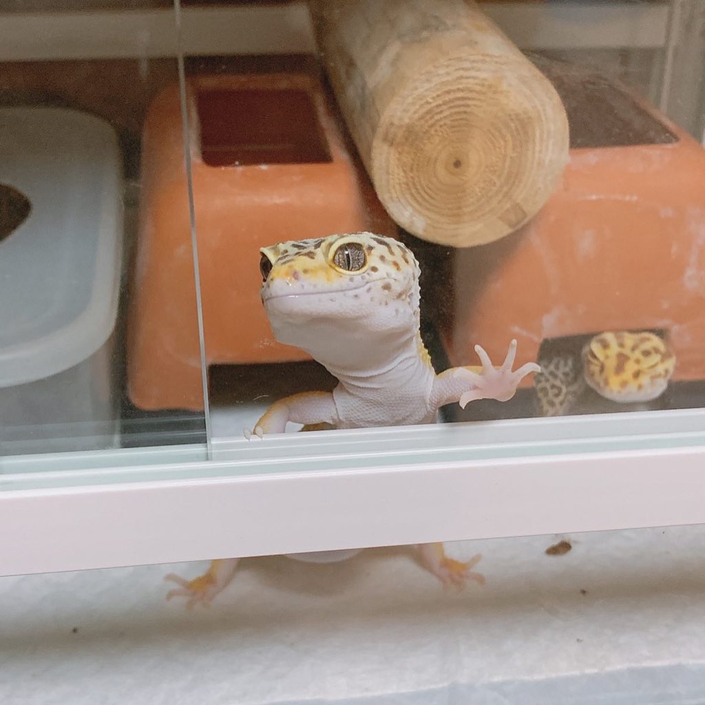 tropical6313's tweet photo. 出たがり😂 https://t.co/5W7nAVHxBZ