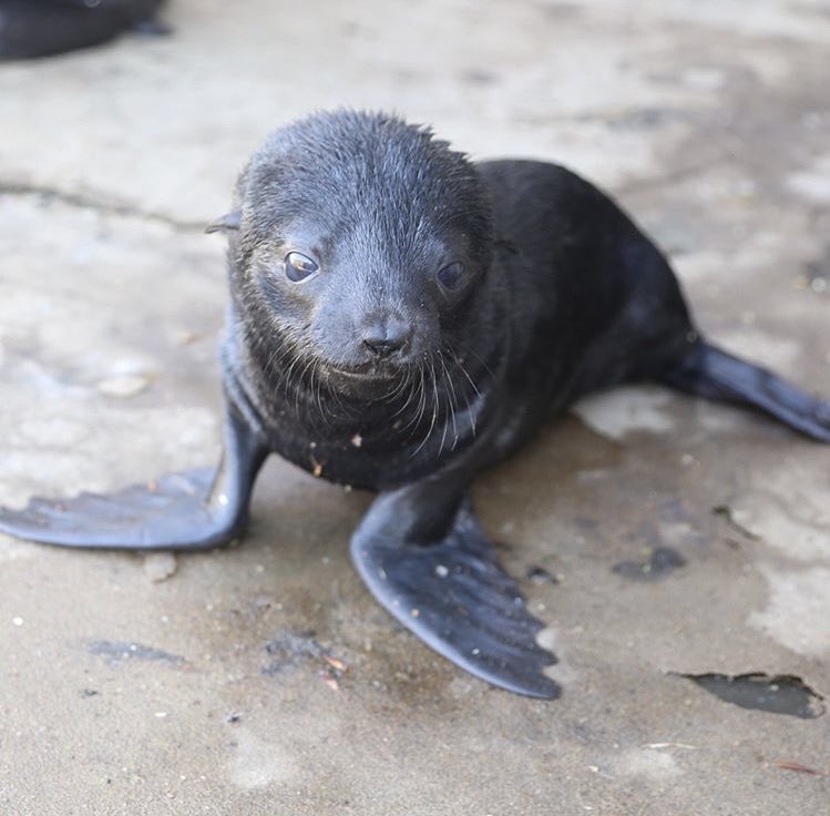 Eris_Lepoil's tweet image. #BirthAlert Un bébé otarie à fourrure est né à Pairi Daza. 😍