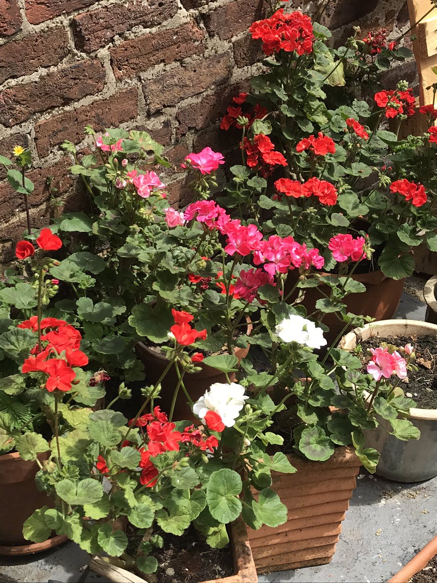 StephanieHague3's tweet photo. After much deliberation I’ve decided to go with the geranium display which is on top of the outside loo!!! #GCFlowershow @GroundControlGC @GrahamBirdGC https://t.co/oghqundDa9