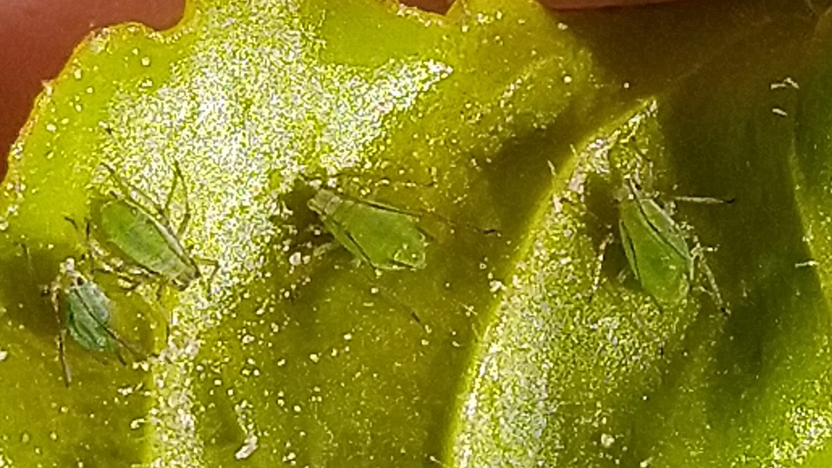 4 op een rij.
Na 2 keer luis bestrijding heeft groen toch nog gewonnen.
Iemand een betere tacktiek? #suikerbieten