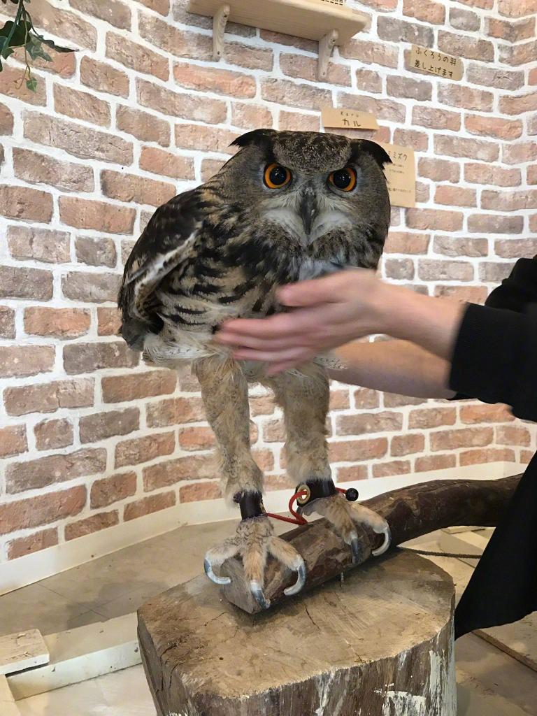 Owls have long legs... they're just hidden. Credit: @CGdrawing