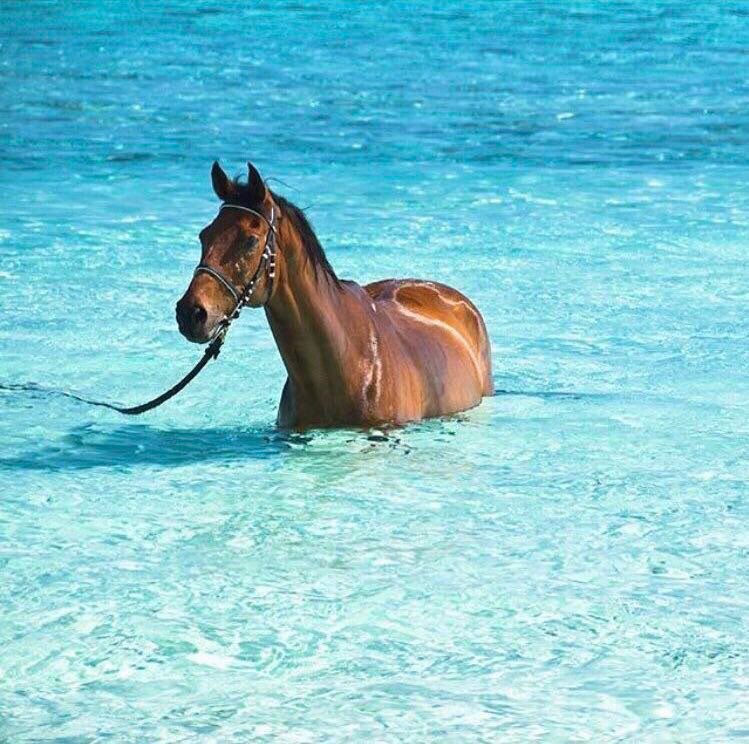 الخيل مَلذات العُمر وأمنياته 🥺💙.