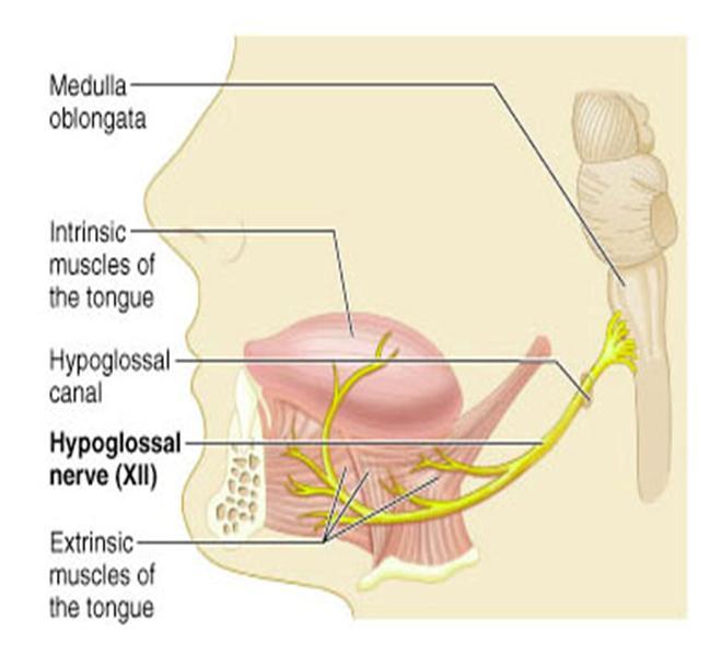 12/ Hypoglossal NerveThe last cranial nerve supplies the muscles of your tongue, whose movements are vital to properly digest food and breathe.