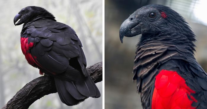 TreyStoneAuthor's tweet photo. Today you learned that the Dracula Parrot is a thing that exists. You're welcome. https://t.co/2ZJR1QW1ek