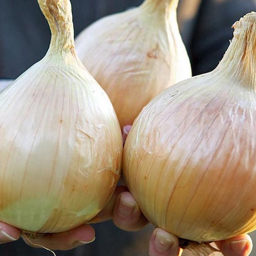 Лук репчатый эксибишен. Лук эксибишен f1. Гавриш лук эксибишен 0,2 г (голландия). Лук эксибишен. Лук сорта эксибишен.