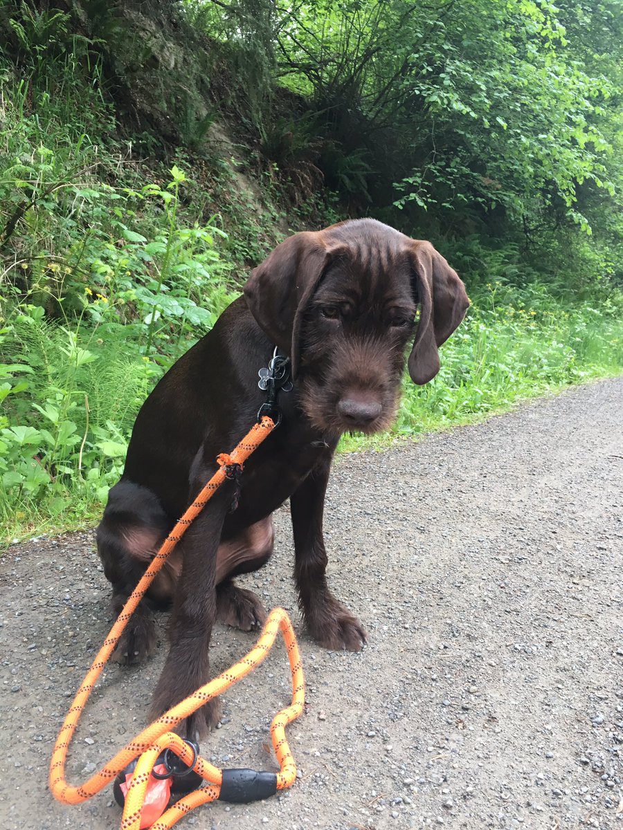 Murphy is quite the running partner: 4.5m and 42lbs #pudelpointer #evergreengundogs