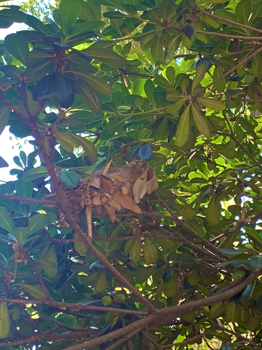 selemgarcia's tweet photo. @Arachno_Cosas hola buen día, sabes de qué Araña podría ser esta madriguera ? Están colgadas en la mayoría de los árboles de mi casa en Cdmx cerca de Santa Fe https://t.co/WNX50iuzul