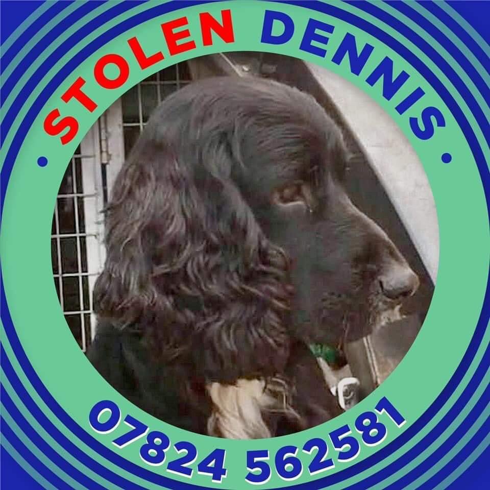 MolliePug's tweet photo. 🆘❤️🆘 Dennis was Stolen at 4pm on Wednesday 29th April from his Kennel n the Eddington Estate, Hungerford RG17 https://t.co/5HJhrerbvn