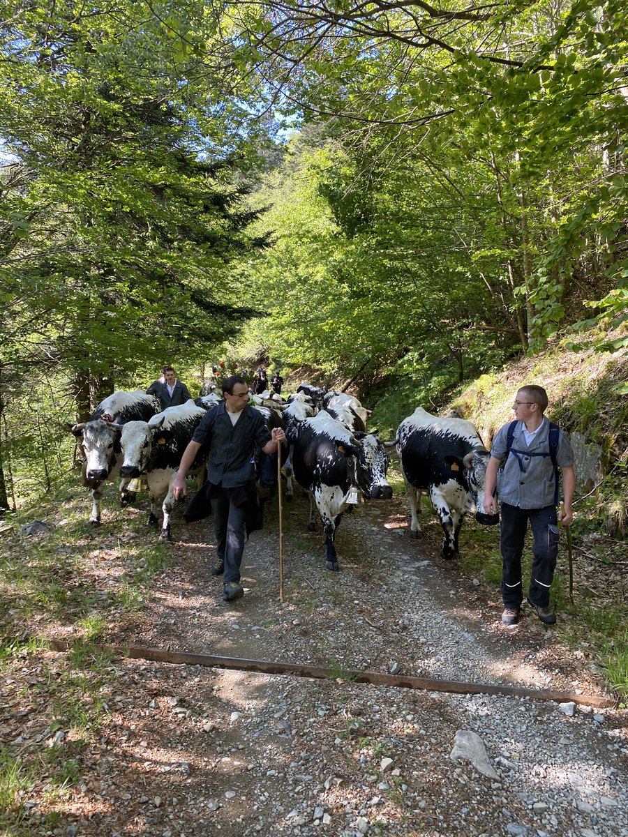 JeanROTTNER's tweet photo. Marcher au rythme des vaches 
Respirer l’air des #Vosges 
Se laisser bercer par le son des clarines 
La transhumance c’est magique et valorisant pour cette merveilleuse agriculture de montagne qui est la nôtre https://t.co/8Wju2vulvY