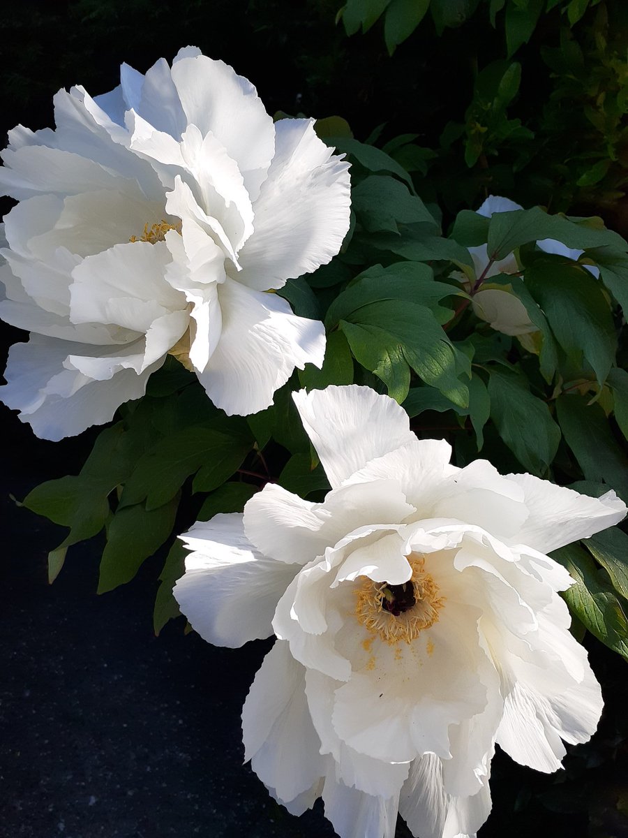 VicWaterfront's tweet photo. Yes they are real! #esquimalt https://t.co/EdSpVOWuMl