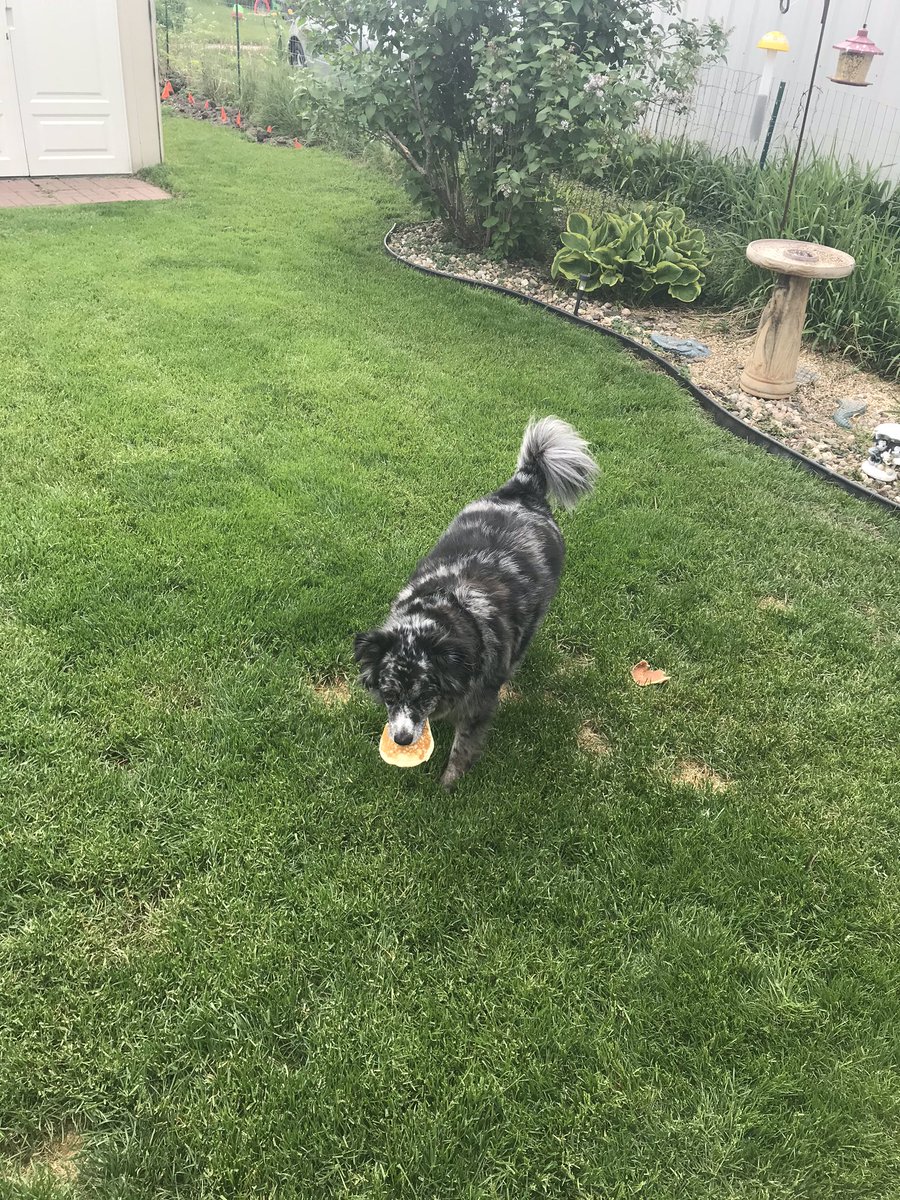 RachelPurcell54's tweet photo. We threw leftover pancakes out for the birds and squirrels. Leia quickly confiscated them and ate some. Naughty girl! #NotTodayBirds https://t.co/ce5U0uTqBJ