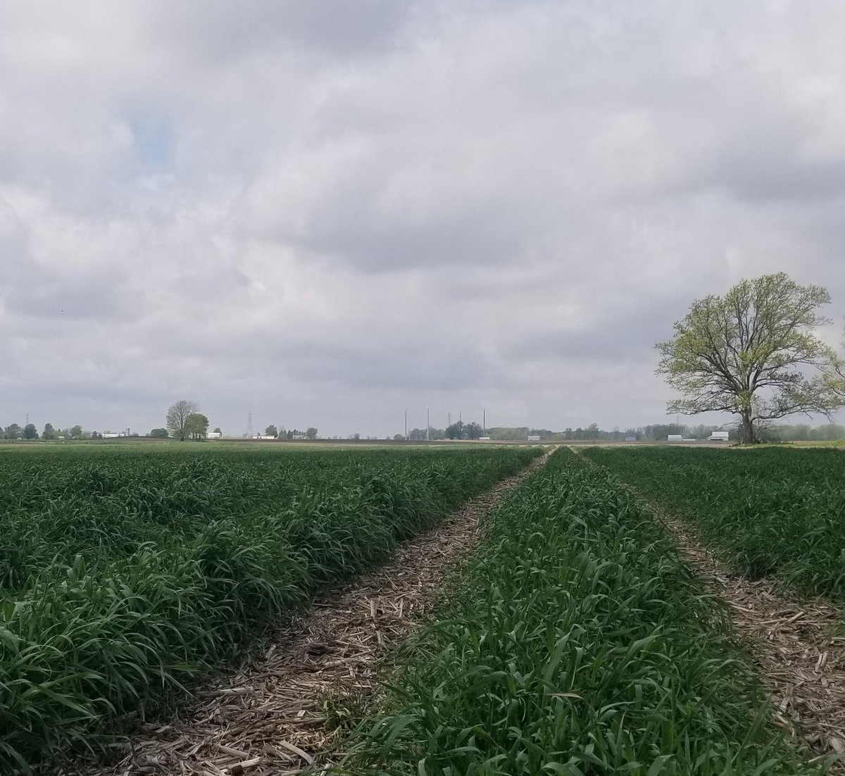 jasonmauck1's tweet photo. Check out the giant oak in the right side of this pic.
That's phi. See how the leaves and branches conform?
Why?
Because it's by itself and genetically expresses symmetric to the southern sun exposure.
You can call this babbling or you can start stacking layered entities. https://t.co/e0qHMB6cEw