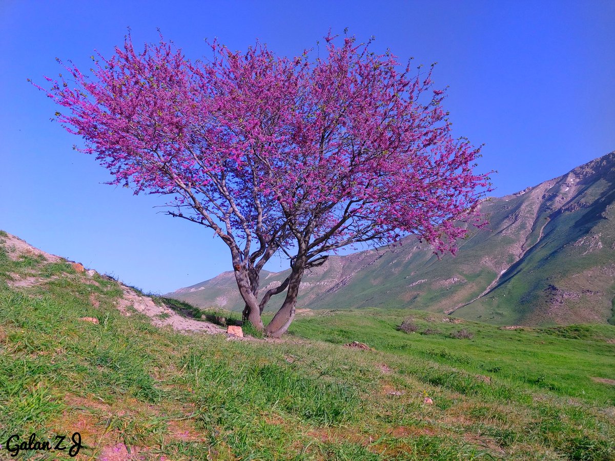 GalanZJ1's tweet image. The #pinktree and #yellowflowers 
instagram.com/galan_thanatos…