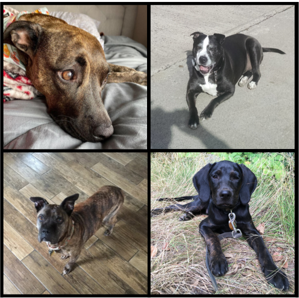 AlbanyNYLibrary's tweet photo. Meet some of the dogs of APL -- Koda, Tulip, Pixel &amp; Bruce! These canines are keeping staff company as we work from home. #AlbanyNY #DogsOfAPL #dogs #pets #WorkAtHomePets #DogsOfTwitter https://t.co/OeLTeN3MN8