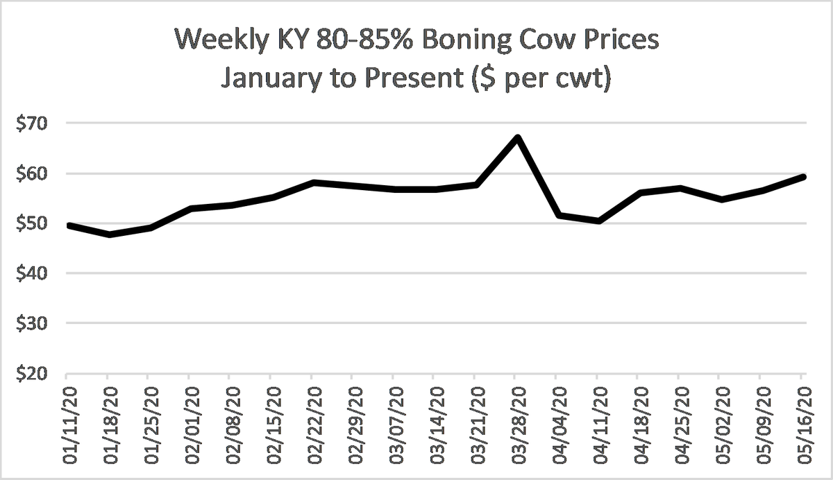 KYCattleEcon's tweet photo. KY cull cow prices continued their steady improvement this week. 80-85% boning cows posted their highest weekly average since the last week of March and their second highest weekly average of 2020. Source: @USDA_AMS #KYCattleMarkets https://t.co/9rij6s59LB