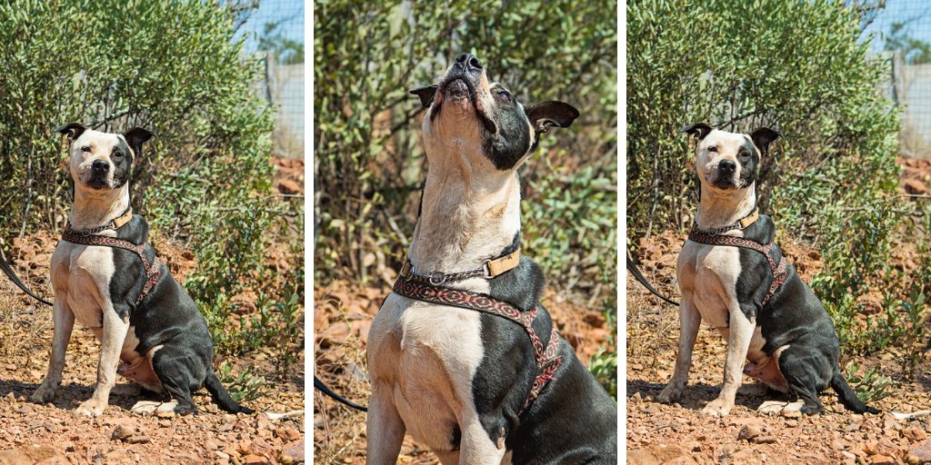 Dogtown_SA's tweet photo. This is Chico, can you help him by sending an SMS?
SMS TWITTER to 38919 to donate R10 to the care of the #Dogtowndogs. Network charges & admin fees may apply. No closing date.
#rescuedog #rescuecentre https://t.co/ertc0RIvIi