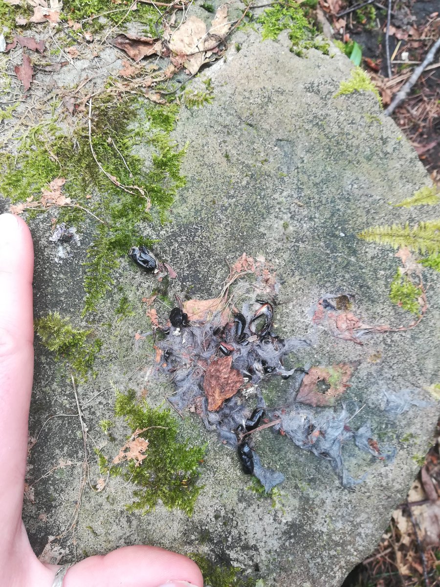 JosieBridges91's tweet photo. Petition to make Saturdays #scaturdays from now on. Has this been done yet?
Enjoy my fav scats of the week, all pine marten because apparently I have a wee obsession. https://t.co/rVWskMS177