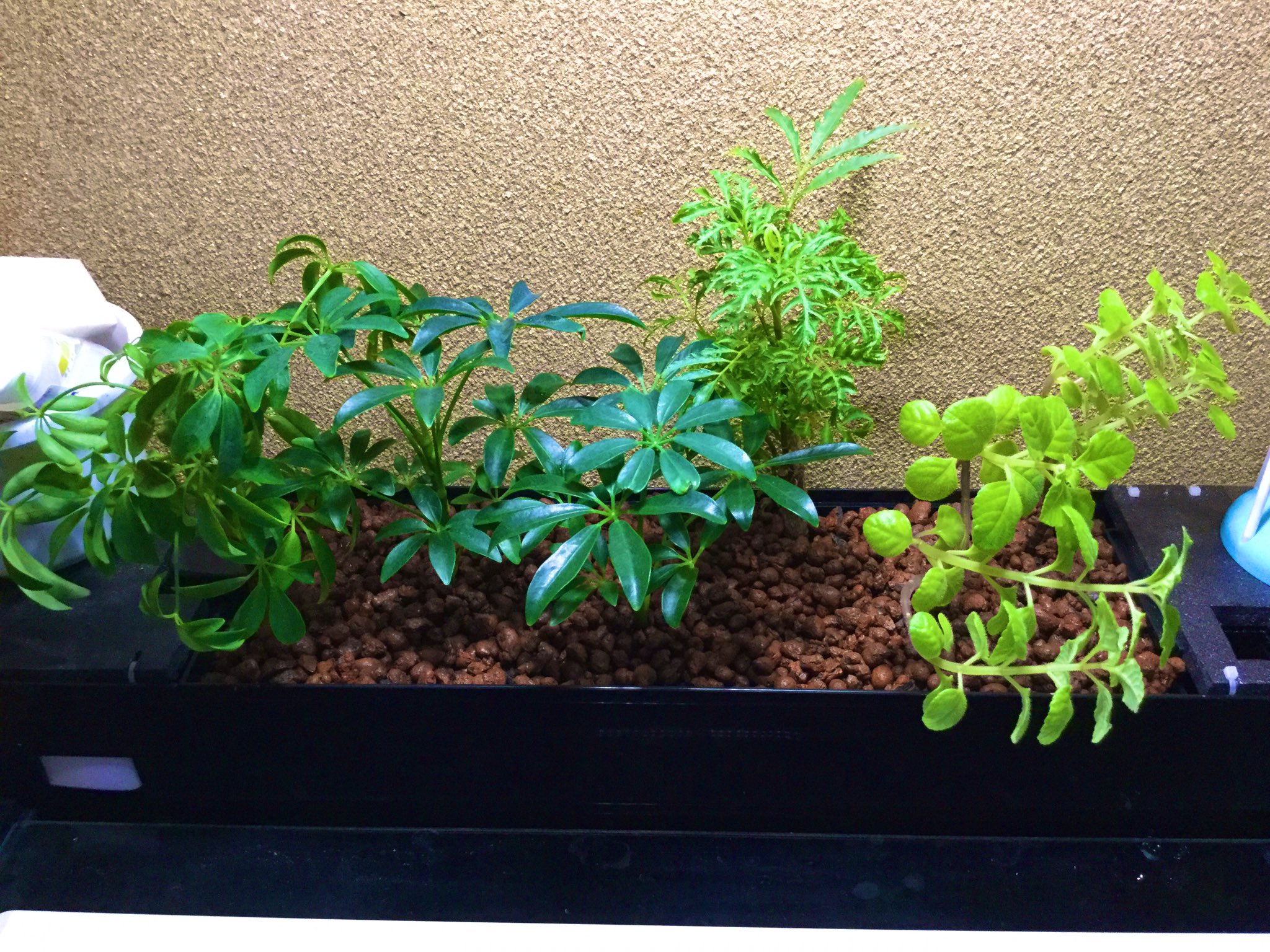 しえる Twitterissa メダカとエビ 植物のある暮らし これにて一旦ストップ ヒメダカ11尾 白メダカ5尾 青メダカ6尾 ヤマトヌマエビ4尾 ミナミヌマエビ5尾 シュフレラ3株 ポリシャス1株 右のなんだっけ D 上部フィルター 底面フィルター半連結 しえる Twitterissa メダカとエビ 植物のある暮らし これにて一旦ストップ ヒメダカ11尾 白メダカ5尾 青メダカ6尾 ヤマトヌマエビ4尾 ミナミヌマエビ5尾 シュフレラ3株 ポリシャス1株 右のなんだっけ D 上部フィルター 底面フィルター半連結