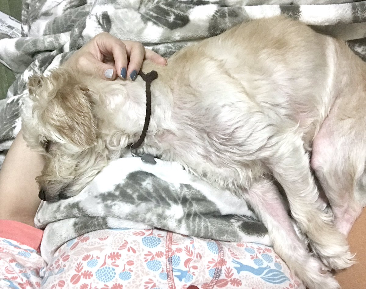 ネジ子 わたしの上で寝るイッヌ すぴーすぴーと寝息を立てて 可愛くてしかたない 大好き大好き 愛犬家 犬 マルプー