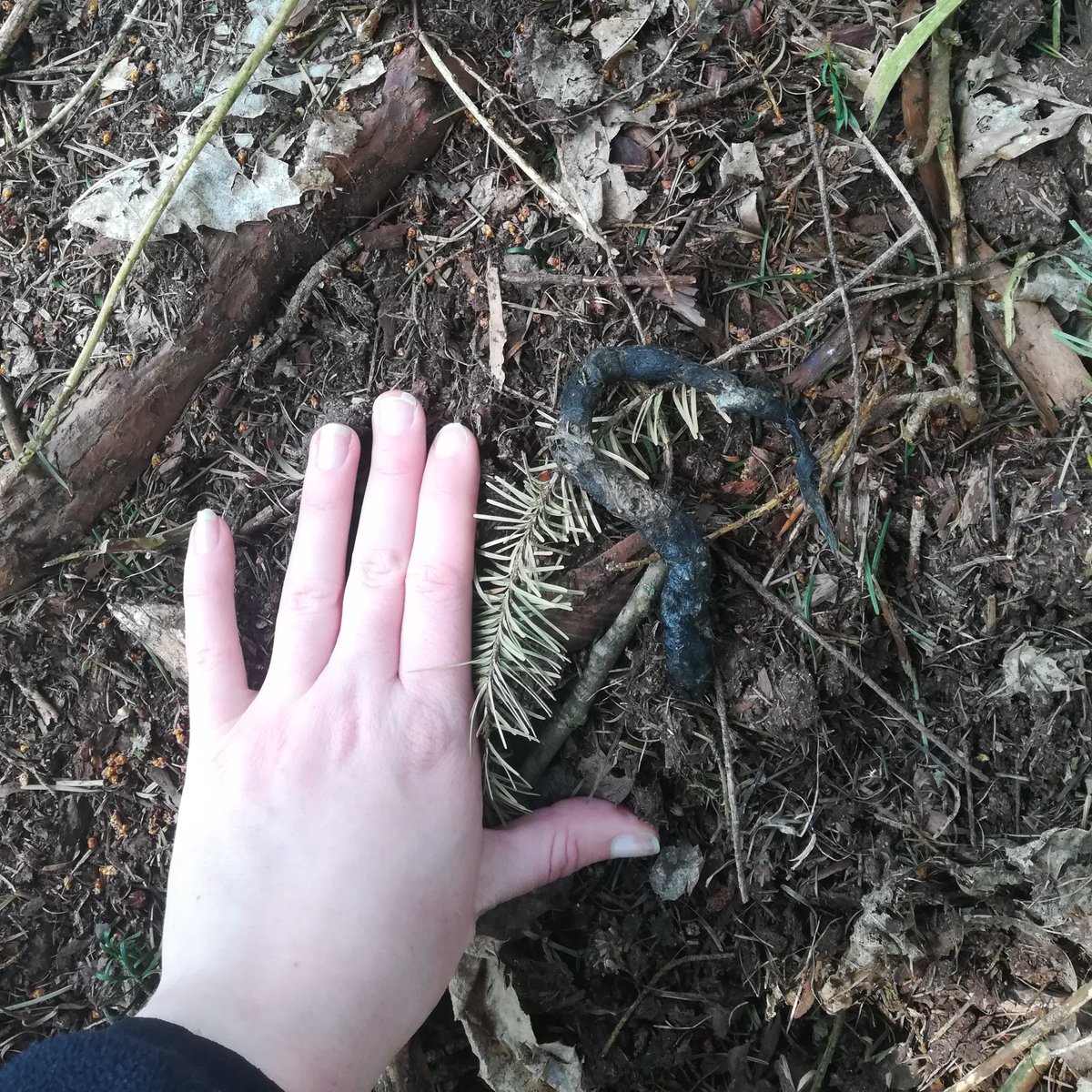 JosieBridges91's tweet photo. Petition to make Saturdays #scaturdays from now on. Has this been done yet?
Enjoy my fav scats of the week, all pine marten because apparently I have a wee obsession. https://t.co/rVWskMS177